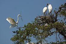 Large white birds in a tree