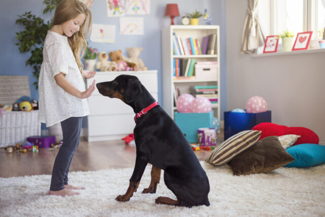 Young girl holding her hand up to large black dog sitting