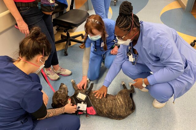 Mira - Dog Therapy at UF Health Jacksonville
